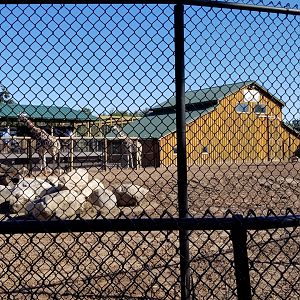 Wild Animal Park - Giraffes