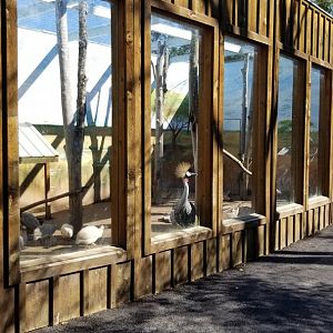 Wild Animal Park - Crowned crane, guineafowl