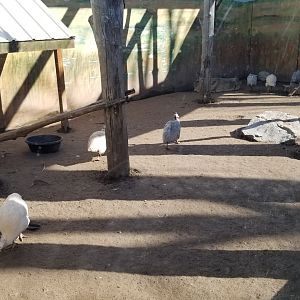 Wild Animal Park - Crowned crane, guineafowl