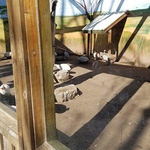 Wild Animal Park - Crowned crane, guineafowl