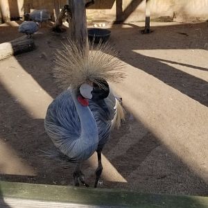 Wild Animal Park - Crowned crane, guineafowl