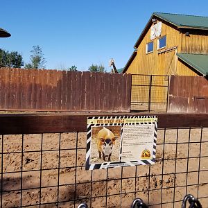 Wild Animal Park - Red river hogs (empty), giraffes