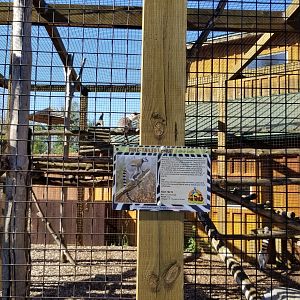Wild Animal Park - Ring-tailed lemurs