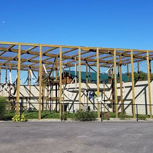 Wild Animal Park - Siamang