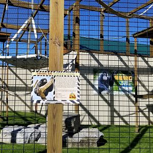 Wild Animal Park - Siamang