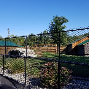 Wild Animal Park - Spotted hyena