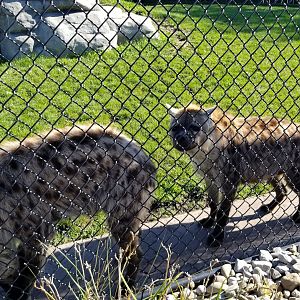 Wild Animal Park - Spotted hyena