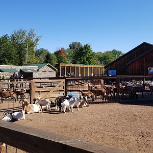 Wild Animal Park - Goats