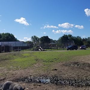 Wild Animal Park - Tiger exhibit in drive through