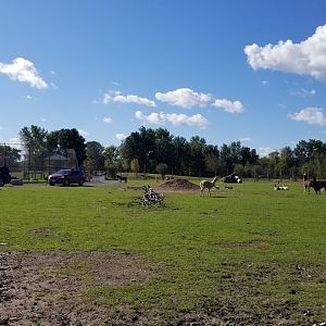 Wild Animal Park - Llamas