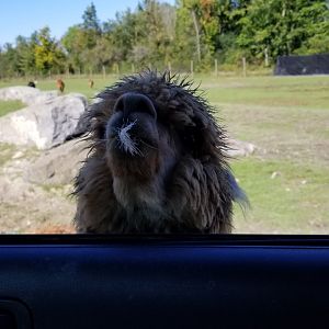 Wild Animal Park - Mouth full of fallow deer fur