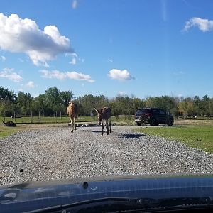 Wild Animal Park - Dromedary and donkey