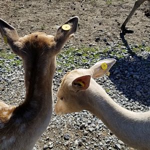 Wild Animal Park - Fallow deer