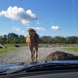 Wild Animal Park - Dromedary, emu