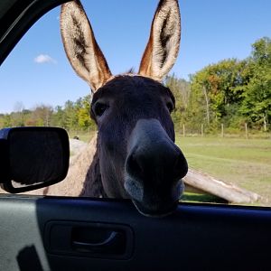 Wild Animal Park - Donkey