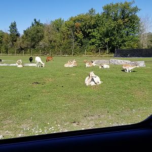Wild Animal Park - Fallow deer, emu, cattle