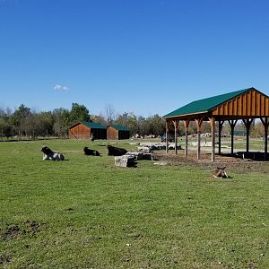 Wild Animal Park - Cattle, fallow deer