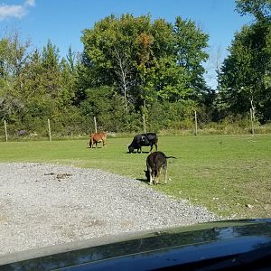 Wild Animal Park - Cattle