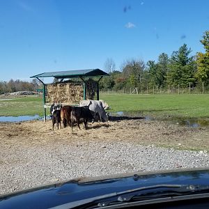 Wild Animal Park - Cattle