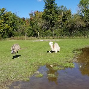 Wild Animal Park - Dromedary, emu