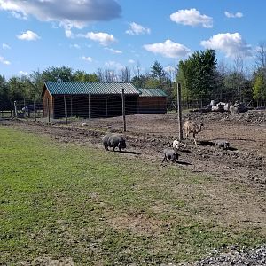 Wild Animal Park - Potbelly pig and piglets
