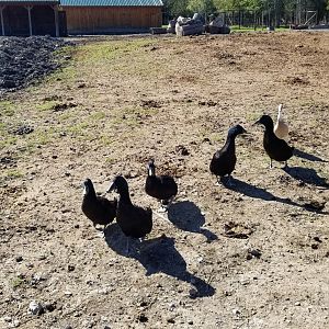 Wild Animal Park - Domestic ducks