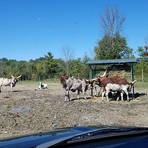 Wild Animal Park - Several breeds of cattle