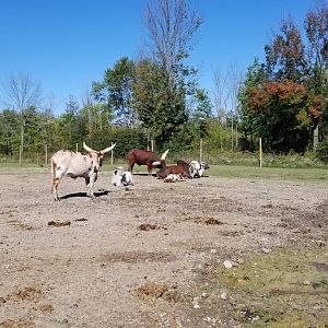 Wild Animal Park - Several breeds of cattle