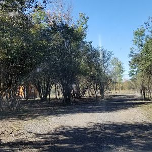 Wild Animal Park - Road