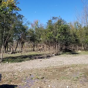 Wild Animal Park - Several nilgai, blackbuck
