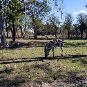 Wild Animal Park - Zebra, blackbuck, nilgai