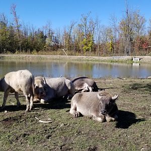 Wild Animal Park - Water buffalo