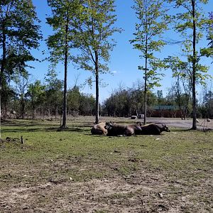 Wild Animal Park - Water buffalo, nilgai