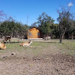 Wild Animal Park - Common eland, zebra