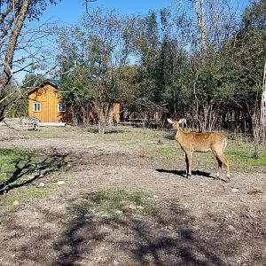Wild Animal Park - Nilgai, zebra