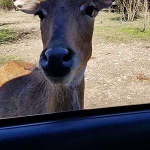 Wild Animal Park - Sweet nilgai