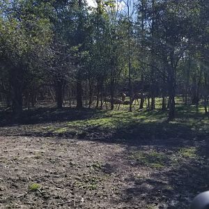 Wild Animal Park - Blue wildebeest