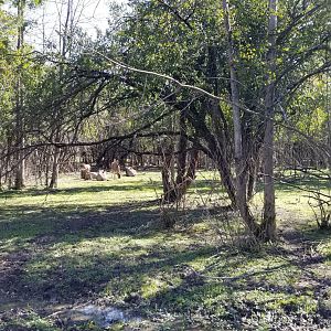 Wild Animal Park - Blue wildebeest with calves