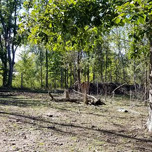 Wild Animal Park - Common eland