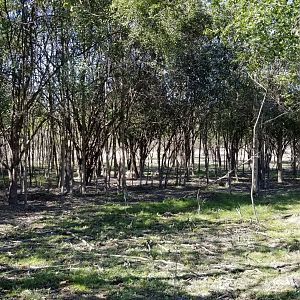 Wild Animal Park - It's really hard to spot animals in some areas!