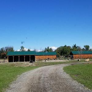 Wild Animal Park - Third section, bison, yak, and elk