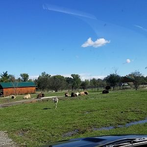 Wild Animal Park - Bison, yak, rhea
