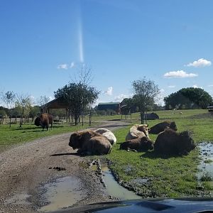 Wild Animal Park - Bison, turkey