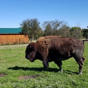 Wild Animal Park - Bison