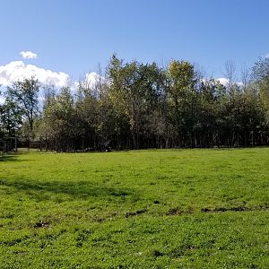 Wild Animal Park - Elk
