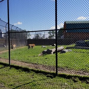 Wild Animal Park - Tiger exhibit in drive through