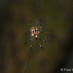 western spotted orb weaver