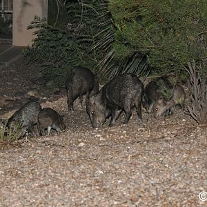 javelina herd