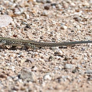 tiger whiptail