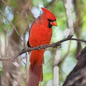northern cardinal